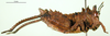 CollectionObject 1500956; b090027b-9047-4b69-8403-78923da7bf79: female, lateral view (holotype). (CollectionObject).