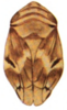 Habitus, dorsal view on Clastoptera newporta Doering, 1929 now Clastoptera arborina Ball, 1927: (Observation).