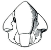 Head: !! display not done !! on Laevicephalus DeLong, 1926: Laevicephalus sylvestris, face. (Observation).