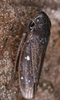 Habitus, dorsal view: !! display not done !! on Oragua Melichar, 1926: Oragua sp. @ Costa Rica, by Gernot Kunz. (Observation).