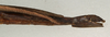 CollectionObject 1557158; NMW 971, ba7f1edc-94e1-462f-a90b-8815c1b07730: copyright NMW, Vienna. female: end of abdomen, lateral view (holotype). (CollectionObject).