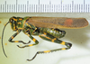 male, lateral view. Depicts CollectionObject 1498718; 557a9742-9f30-48d9-8b1f-3e067cbfef12, a CollectionObject.