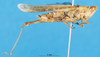 CollectionObject 1581464; 72bee0df-9ffa-4c1f-a823-60f00af0220f: female, lateral view (paralectotype). (CollectionObject).