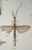 CollectionObject 1560334; 59a4b3c1-eab2-4733-b764-cd62b86f0ee2: copyright OUMNH. female (holotype). (CollectionObject).