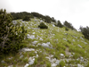 CollectionObject 1591465; 4743c62b-60f4-4c2a-8023-c839d19979c5: habitat (AL: Chika Mt., above Llogara pass). (CollectionObject).