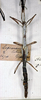 CollectionObject 1559281; ff64a19f-516c-469c-8da2-e9a972f1552f: lobulatus. female (holotype). (CollectionObject).