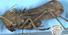 CollectionObject 1516735; f9f15ace-bd81-4352-953b-55f66451536b: male, lateral view (syntype). (CollectionObject).