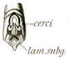 Pseudomnesicles roseosignatus (Brunner von Wattenwyl, 1898): Pl. XVIII, Fig. 32c. male abdomen tip, dorsal view. (Otu).