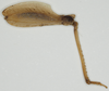 CollectionObject 1534260; 1f3bbcdf-ac0d-4ce7-b96f-bc09475e0686, NHMUK010924391: female, hind femur (holotype). (CollectionObject).
