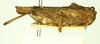 CollectionObject 1597053; c25db126-3dc4-4b7f-81d1-f1fe256db9e6: female (no type), lateral view. (CollectionObject).