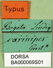 CollectionObject 1501108; 75fa8238-da35-4e3a-83da-73b53db306c1: labels (holotype). (CollectionObject).