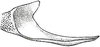 Yungasacris grata grata Rehn, 1950: Fig. 18 (after type). male left cercus, dorsal view. (Otu).