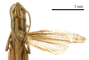 male, dorsal view (paratype of Euchorthippus declivus stichai Maran, 1954). Depicts CollectionObject 1575342; 4bb9eb39-709e-4a70-826d-be80ebe74d97, a CollectionObject.