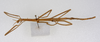 CollectionObject 1557141; a3146425-b588-4c70-b7bb-212b3f14ddd0: copyright ZMUH, Hamburg. female juv., dorsal view (syntype). (CollectionObject).