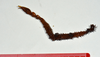 CollectionObject 1556966; a89197eb-23aa-4902-b0f8-bc0103067a78: copyright CMNZ, Christchurch. female of synonym Acanthoxyla suteri (syntype) NB The 78 mm specimen, measurements given in Hutton, 1898. (CollectionObject).
