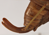 CollectionObject 1534629; bb18be66-d363-4e3f-9f38-58099e5cb291: female ovipositor (lectotype). (CollectionObject).
