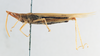 CollectionObject 1564464; 62542d73-d7bd-4829-b15e-0f380628bc11: male, lateral view (paralectotype of Atractomorpha madacassis). (CollectionObject).