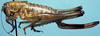 Inyodectes pallidus Rentz & Birchim, 1968: female (allotype). (Otu).