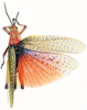 Phymateus (Phymateus) morbillosus morbillosus (Linnaeus, 1758): dorsal view. (Otu).