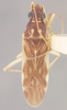 Ozophora levis Slater & Baranowski, 1983: Ozophora levis HOLOTYPE (NMNH) - (CC BY-NC 3.0) - Photo by Pablo M. Dellapé with permission from the National Museum of Natural History (NMNH), Smithsonian Institution, Washington, D.C. (Otu).