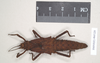 CollectionObject 1562234; NHMUK(SF IMPORT DUPLICATE) 845220, c69be5ad-c184-4b0c-8933-549e74c399c6: copyright Natural History Museum, London. female (holotype). (CollectionObject).