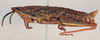 female, lateral view (paralectotype). Depicts CollectionObject 1585706; 7bbd8ac5-5022-47ad-8e7c-a0a6a2756b97, a CollectionObject.