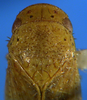 Head on Arapona vallea DeLong, 1979: Male holotype [OSU]: head, pronotum and mesonotum, dorsal view. (Observation).