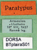 CollectionObject 1564691; 15513917-ac07-43dd-9eda-2cdb96096cc8: labels (syntype). (CollectionObject).