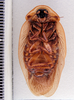 Phortioeca apolinari Hebard, 1921: Photo by Heidi Hopkins. ventral habitus. (Otu).
