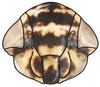 Head: !! display not done !! on Doratura stylata (Boheman, 1847): Doratura stylata, face (INHS). (Observation).