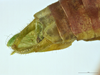 Tenerasphaga mbulu Hemp, 2018: male abdomen tip, lateral view. (Otu).