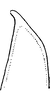 Stylus: !! display not done !! on Batracomorphus (Batracomorphus) irroratus Lewis, 1834: Stylus. (Observation).