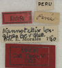 CollectionObject 1535958; 12f39318-7fb2-4850-aaf3-bb6a9957f223: labels (syntype). (CollectionObject).