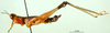CollectionObject 1500976; 81a29ce5-3056-40e9-a787-f03ac88db435, DORSA BA000596S01: male, lateral view (holotype). (CollectionObject).