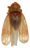 Habitus, dorsal view on Erythridula abolla (McAtee, 1920): Habitus (holotype, USNM collection). (Observation).