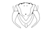 Bryophilacris muscicolor Descamps, 1976: Fig. 45. male abdomen tip, dorsal view. (Otu).