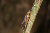 FieldOccurrence 3516; e2941bd1-ee35-49d4-b127-d4491d354bd1; Brazil: Rio de Janeiro
Itatiaia, Parque Nacional do Itatiaia, 2021/09/23-2021/09/27
Pedro Souza-Dias, Maria Vitória Borille, Adriano Siqueira, Bernardo Ferraz
Active Search: Female. (FieldOccurrence).