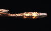 CollectionObject 1580859; 2fa28cc8-18c1-48c7-9363-81462b53e7ff: copyright FRCS, Sabah. male: end of abdomen, dorsal view (holotype). (CollectionObject).