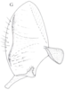 Neomenocria advena (Spinola, 1839): (Otu).