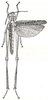 Metaxymecus gracilipes (Brancsik, 1895): Fig. 38. female, dorsal view (body length 40 mm, tegmina 30.5 mm) (previously Synonym Metaxymecus laxus). (Otu).