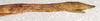 CollectionObject 1558066; c1f36252-7a55-4197-833b-39f3105ba4e9: copyright NMW, Vienna. female: end of abdomen, lateral view (syntype). (CollectionObject).;CollectionObject 1558067; fc3270a5-87c5-4759-8194-342181663278: copyright NMW, Vienna. female: end of abdomen, lateral view (syntype). (CollectionObject).