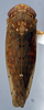 Habitus, dorsal view: (Observation).