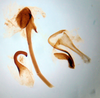 CollectionObject 1552895; 7f7b108f-7f82-4601-a73f-e40f682a7bf0: Image taken by Heidi Hopkins. (CollectionObject).