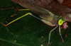Euceraia insignis Hebard, 1927: male, lateral view (Costa Rica, La Selva). (Otu).