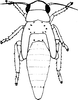 Nymph: !! display not done !! on Erythridula aspera (Beamer & Griffith, 1935): (Observation).