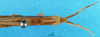 CollectionObject 1538318; 23d1499b-1331-4ade-bbf6-3a80db343777: male head and pronotum, dorsal view (lectotype). (CollectionObject).