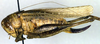 CollectionObject 1500523; 0e05356a-cb78-4260-b6ec-7032350f3546, DORSA BTplaragHTF: female, lateral view (holotype). (CollectionObject).