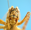 CollectionObject 1539170; UVCO 20716, cb689030-db3e-42ff-9c1a-cb3137eac97e: MUSENUV - 20716. male, frontal view. (CollectionObject).