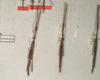Medauroidea extradentata (Brunner von Wattenwyl, 1907): copyright St. Petersburg. males of Clitumnus extradentatus (probable syntypes). (Otu).