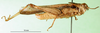 CollectionObject 1570321; 8b3ceca3-1a71-4ba4-983d-9a9992630cf5: male, lateral view (paratype of forma aurantiaca). (CollectionObject).